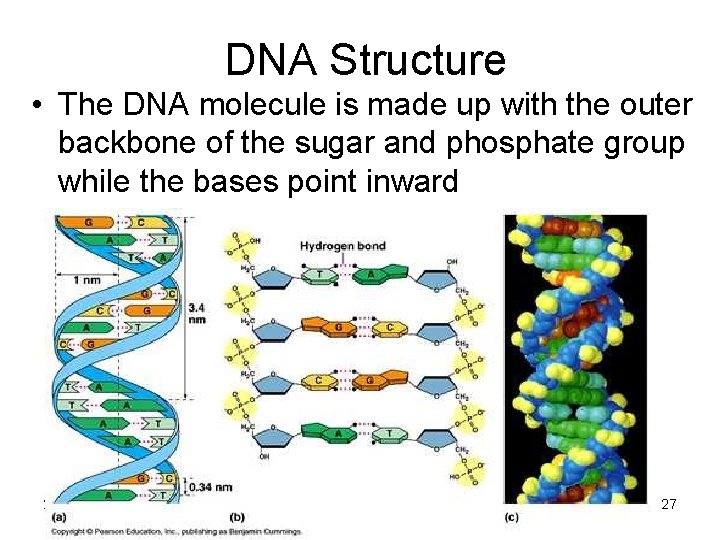 DNA Structure • The DNA molecule is made up with the outer backbone of