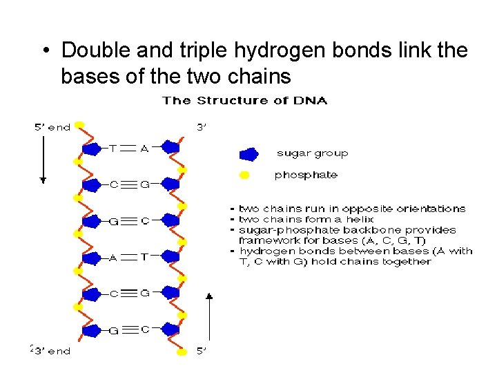  • Double and triple hydrogen bonds link the bases of the two chains