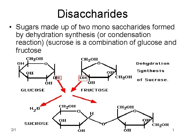 Disaccharides • Sugars made up of two mono saccharides formed by dehydration synthesis (or