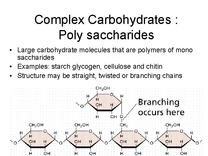 Complex Carbohydrates : Poly saccharides • Large carbohydrate molecules that are polymers of mono