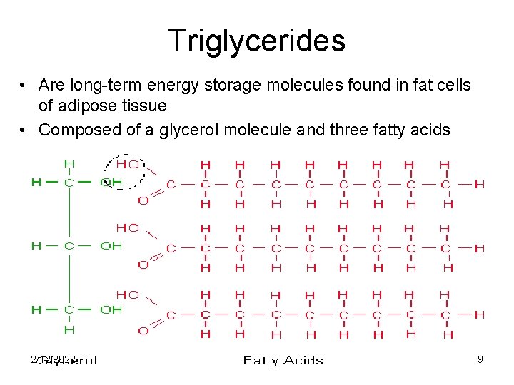 Triglycerides • Are long-term energy storage molecules found in fat cells of adipose tissue