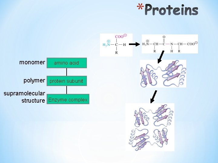 * monomer amino acid polymer protein subunit supramolecular structure Enzyme complex 