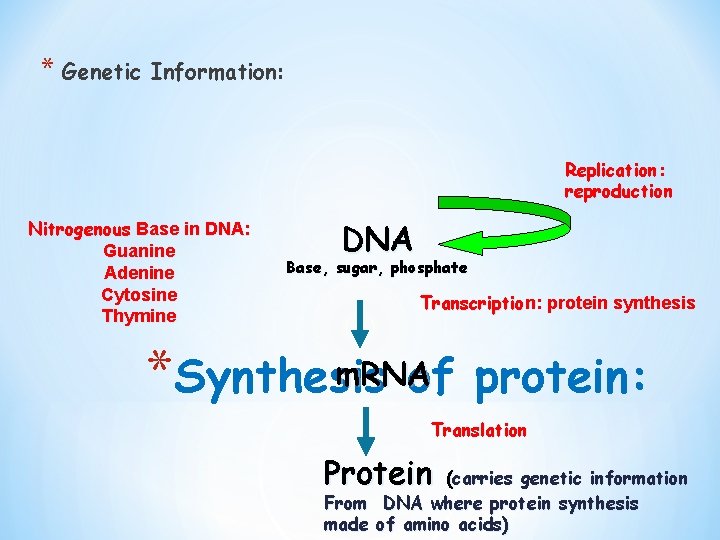 * Genetic Information: Replication: reproduction Nitrogenous Base in DNA: Guanine Adenine Cytosine Thymine DNA