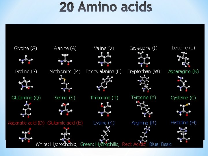 20 Amino acids Glycine (G) Alanine (A) Valine (V) Isoleucine (I) Leucine (L) Proline