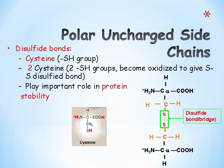 * • Disulfide bonds: – Cysteine (-SH group) – 2 Cysteine (2 –SH groups,