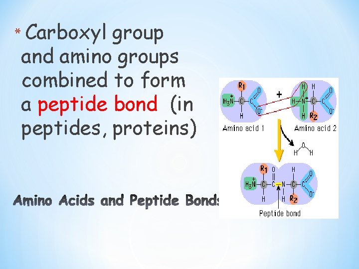 * Carboxyl group and amino groups combined to form a peptide bond (in peptides,