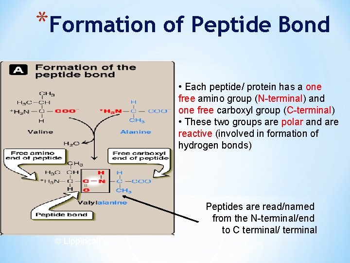 *Formation of Peptide Bond • Each peptide/ protein has a one free amino group