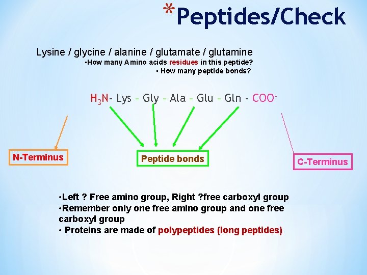 *Peptides/Check Lysine / glycine / alanine / glutamate / glutamine • How many Amino