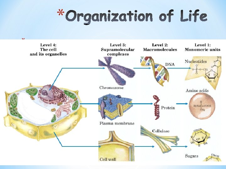 * *Elements *Simple organic compounds (monomers) *Macromolecules (polymers) *Supramolecular structures *Organelles *Cells *Tissues *Organisms