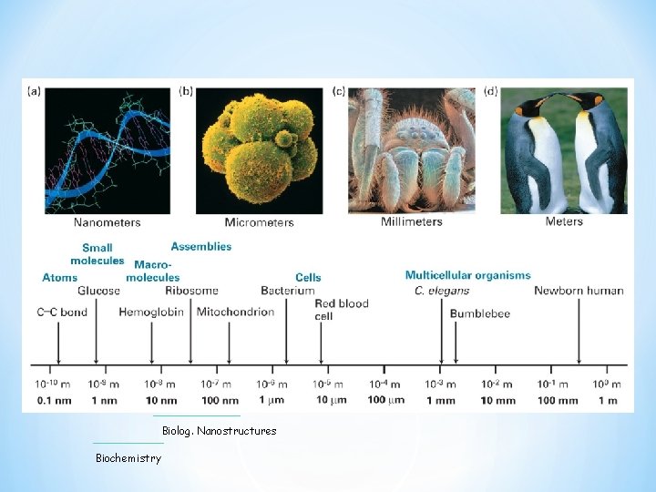 Biolog. Nanostructures Biochemistry 