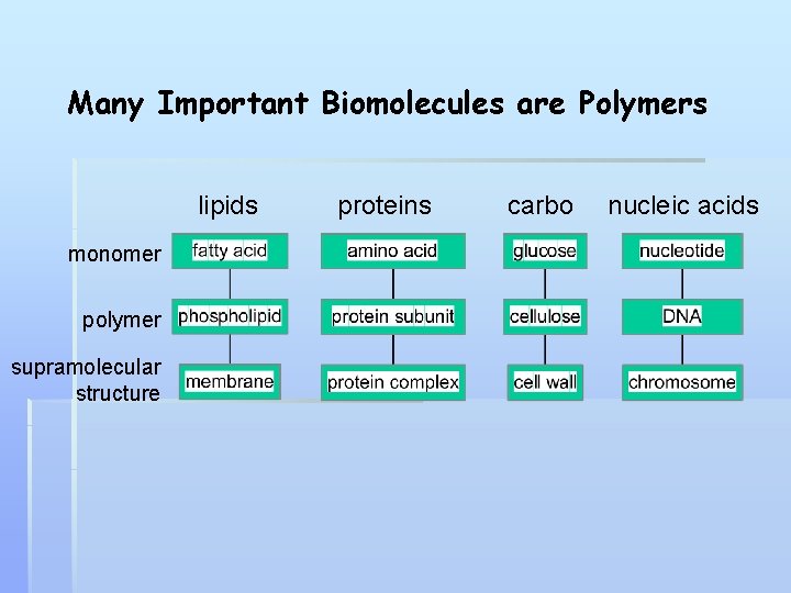 Many Important Biomolecules are Polymers lipids monomer polymer supramolecular structure proteins carbo nucleic acids