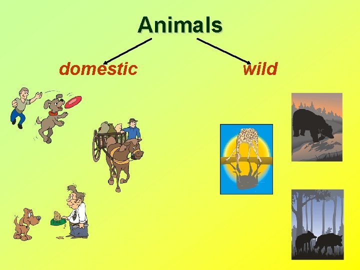 Animals domestic wild 