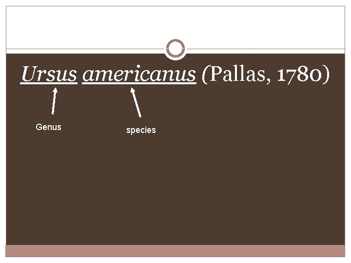 Ursus americanus (Pallas, 1780) Genus species 