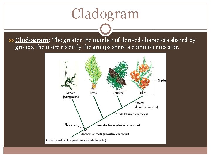 Cladogram Cladogram: The greater the number of derived characters shared by groups, the more