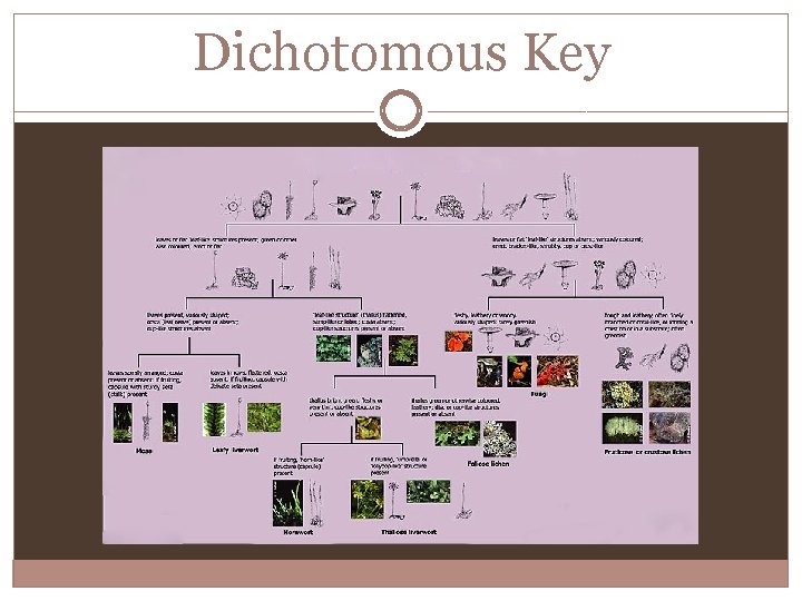 Dichotomous Key 