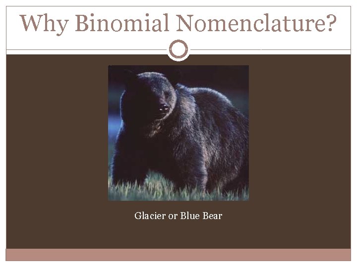 Why Binomial Nomenclature? Glacier or Blue Bear 