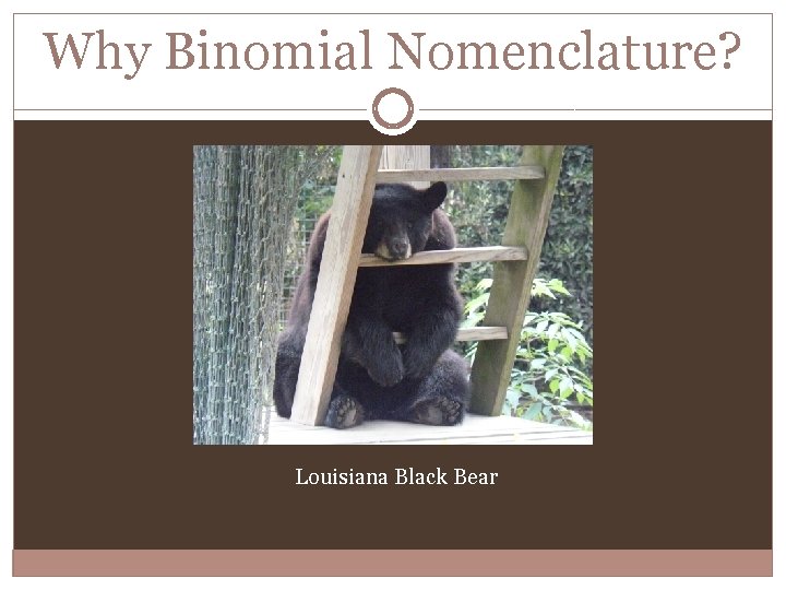 Why Binomial Nomenclature? Louisiana Black Bear 