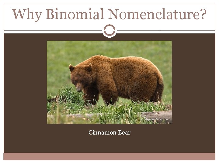 Why Binomial Nomenclature? Cinnamon Bear 