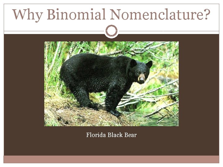 Why Binomial Nomenclature? Florida Black Bear 