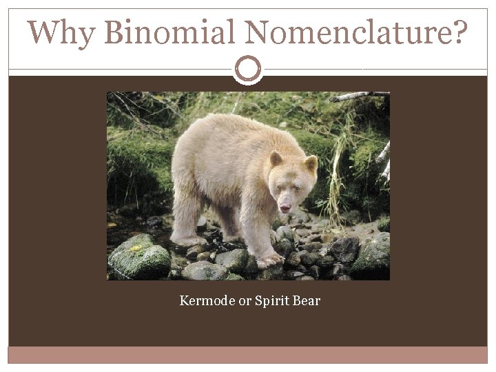 Why Binomial Nomenclature? Kermode or Spirit Bear 