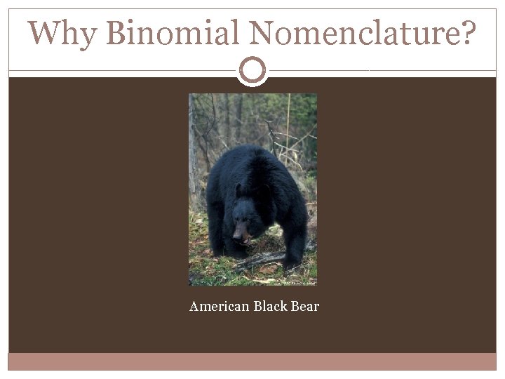 Why Binomial Nomenclature? American Black Bear 