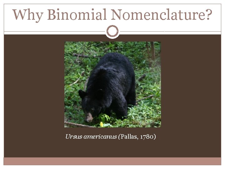 Why Binomial Nomenclature? Ursus americanus (Pallas, 1780) 