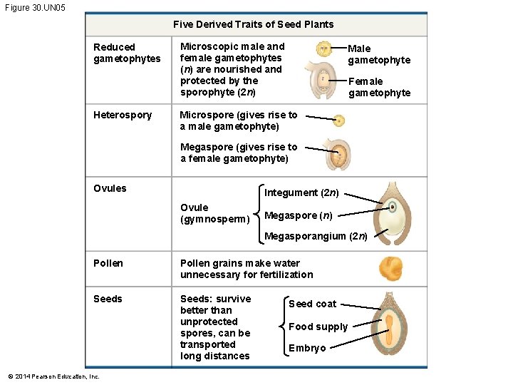 Evolution of Seed Plants Ch 30 Lecture Objectives