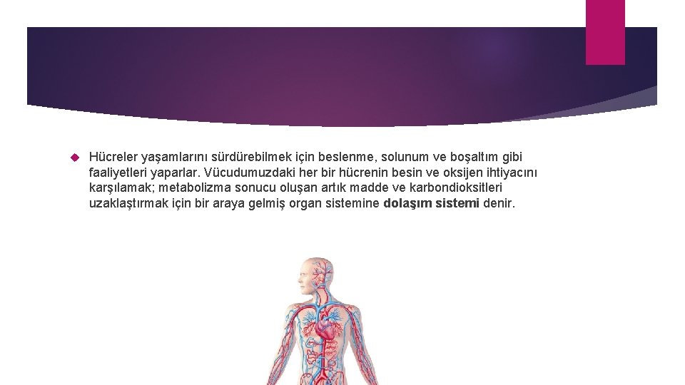  Hücreler yaşamlarını sürdürebilmek için beslenme, solunum ve boşaltım gibi faaliyetleri yaparlar. Vücudumuzdaki her