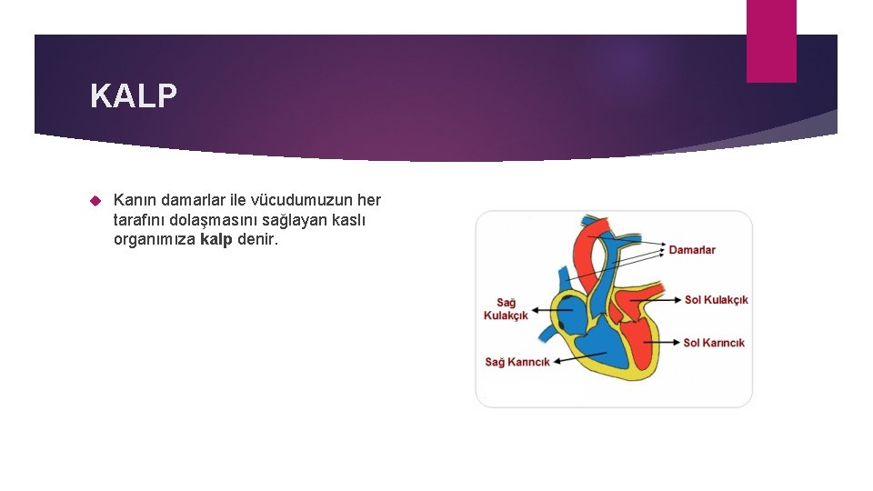 KALP Kanın damarlar ile vücudumuzun her tarafını dolaşmasını sağlayan kaslı organımıza kalp denir. 