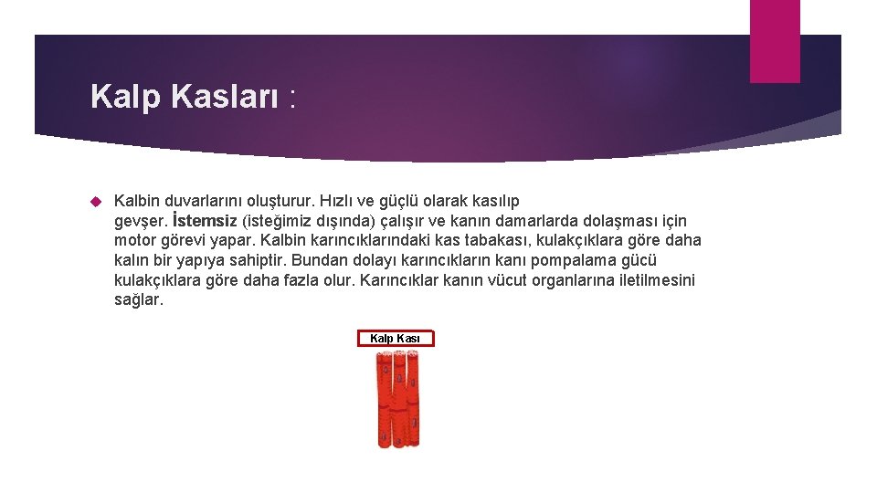 Kalp Kasları : Kalbin duvarlarını oluşturur. Hızlı ve güçlü olarak kasılıp gevşer. İstemsiz (isteğimiz