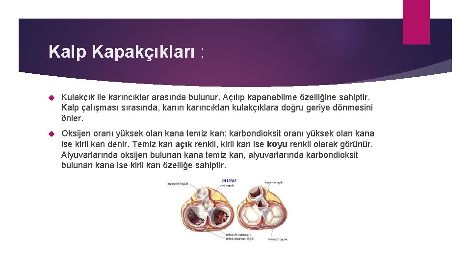 Kalp Kapakçıkları : Kulakçık ile karıncıklar arasında bulunur. Açılıp kapanabilme özelliğine sahiptir. Kalp çalışması