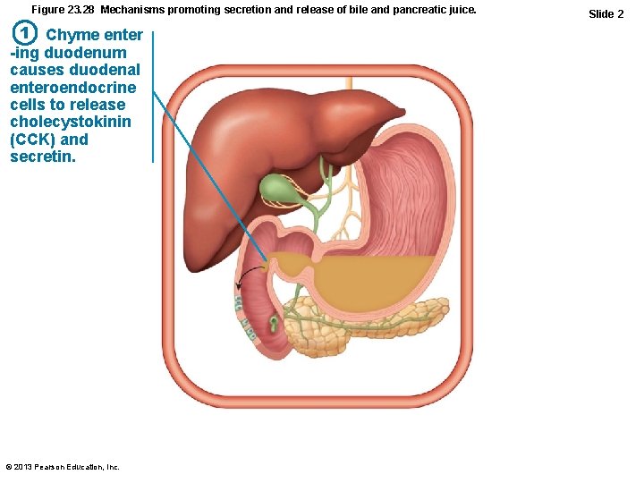 Figure 23. 28 Mechanisms promoting secretion and release of bile and pancreatic juice. 1
