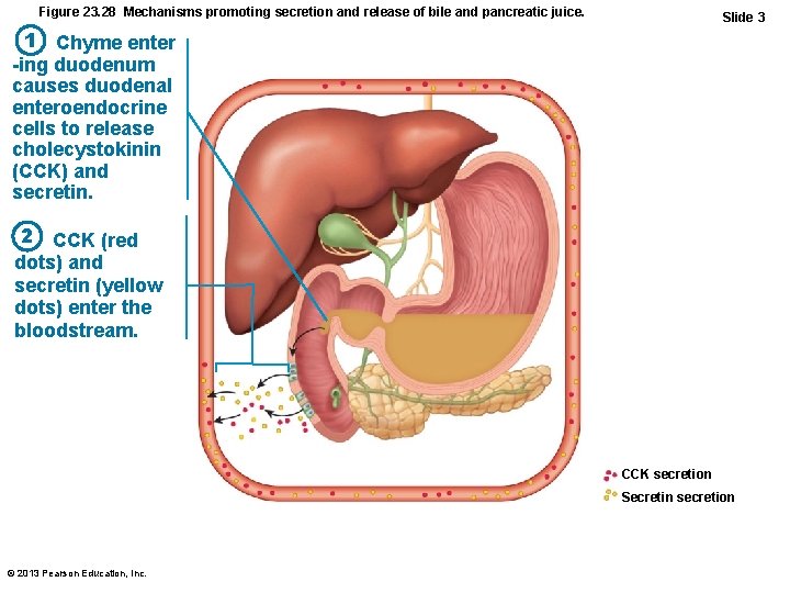 Figure 23. 28 Mechanisms promoting secretion and release of bile and pancreatic juice. Slide