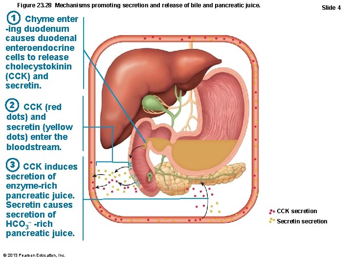 Figure 23. 28 Mechanisms promoting secretion and release of bile and pancreatic juice. Slide