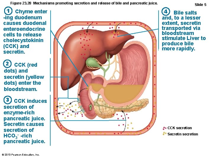 Figure 23. 28 Mechanisms promoting secretion and release of bile and pancreatic juice. 1
