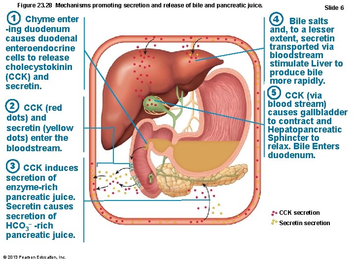 Figure 23. 28 Mechanisms promoting secretion and release of bile and pancreatic juice. 1