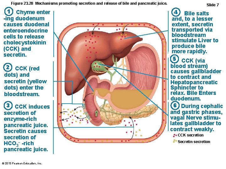 Figure 23. 28 Mechanisms promoting secretion and release of bile and pancreatic juice. 1
