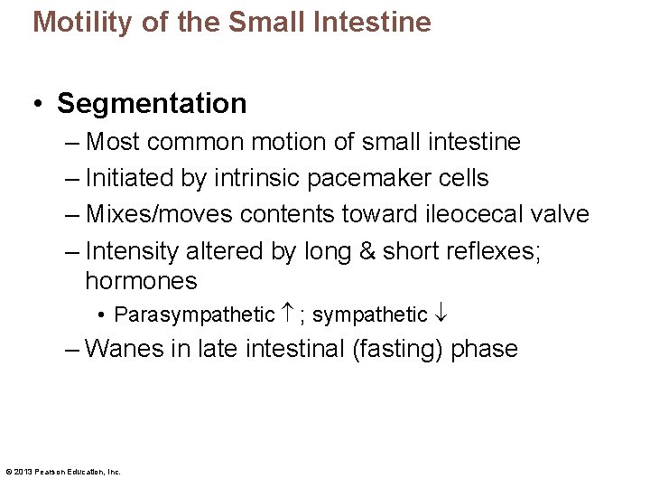 Motility of the Small Intestine • Segmentation – Most common motion of small intestine