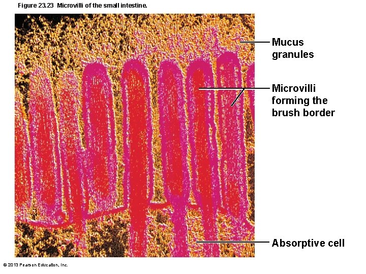 Figure 23. 23 Microvilli of the small intestine. Mucus granules Microvilli forming the brush