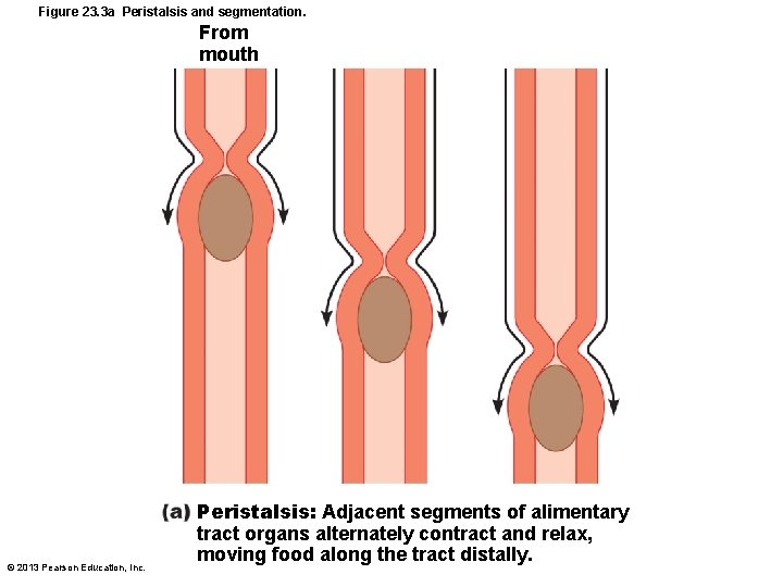 Figure 23. 3 a Peristalsis and segmentation. From mouth © 2013 Pearson Education, Inc.