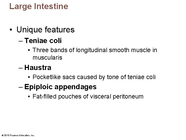 Large Intestine • Unique features – Teniae coli • Three bands of longitudinal smooth