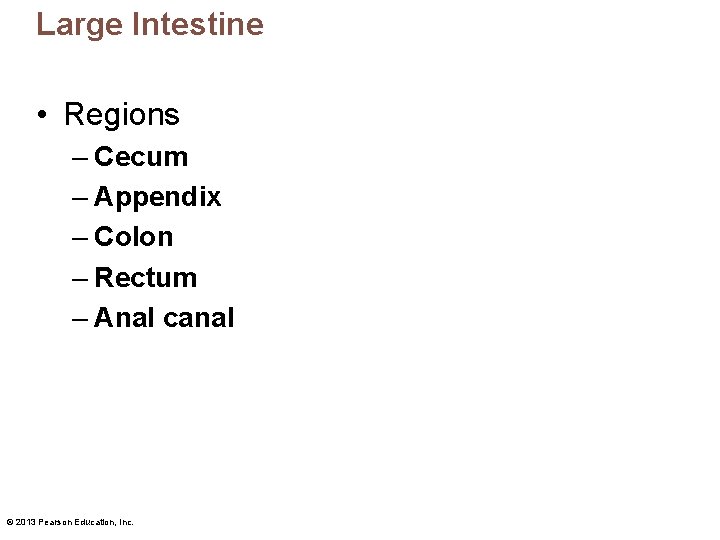 Large Intestine • Regions – Cecum – Appendix – Colon – Rectum – Anal