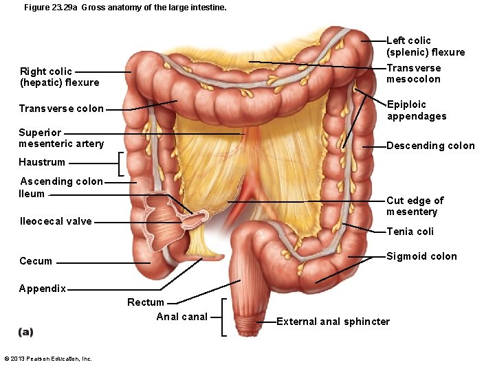 Figure 23. 29 a Gross anatomy of the large intestine. Left colic (splenic) flexure