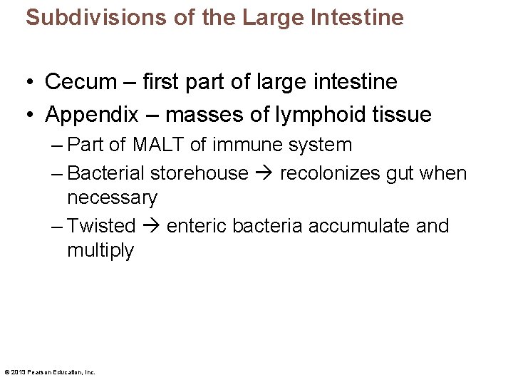 Subdivisions of the Large Intestine • Cecum – first part of large intestine •