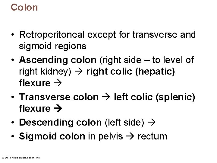 Colon • Retroperitoneal except for transverse and sigmoid regions • Ascending colon (right side