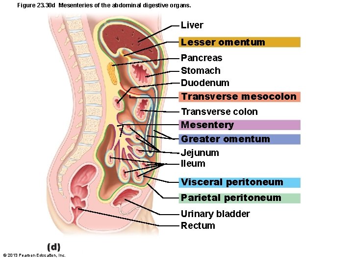 Figure 23. 30 d Mesenteries of the abdominal digestive organs. Liver Lesser omentum Pancreas