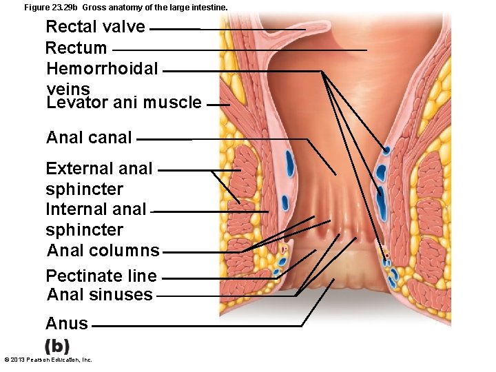 Figure 23. 29 b Gross anatomy of the large intestine. Rectal valve Rectum Hemorrhoidal