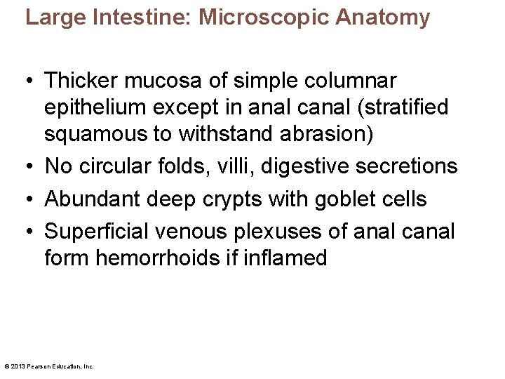 Large Intestine: Microscopic Anatomy • Thicker mucosa of simple columnar epithelium except in anal