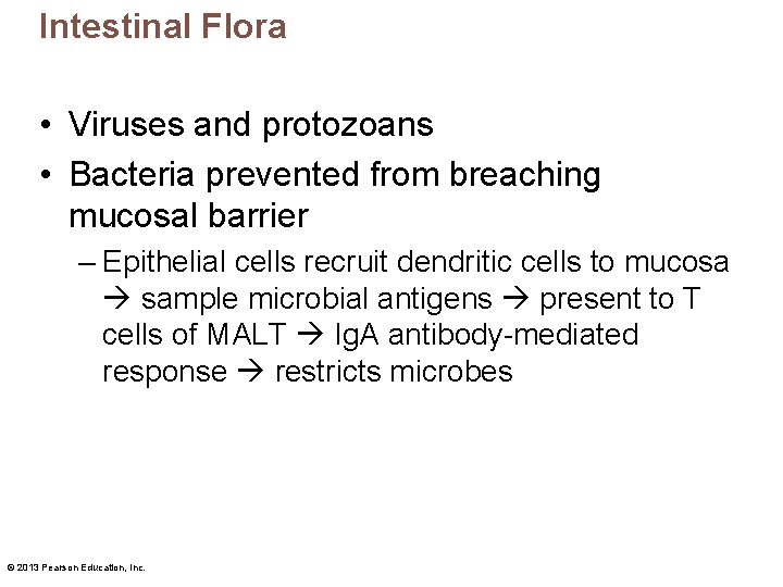 Intestinal Flora • Viruses and protozoans • Bacteria prevented from breaching mucosal barrier –
