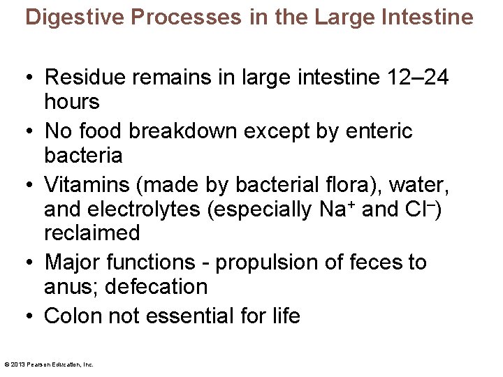 Digestive Processes in the Large Intestine • Residue remains in large intestine 12– 24